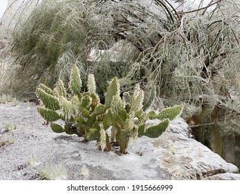 Winter storm in Austin Texas. Cacti in ice. Freezing rain. Winter scene. Natural disaster