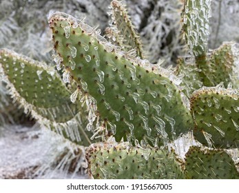 Winter storm in Austin Texas. Cactus in ice. Freezing rain. Winter scene. Natural disaster