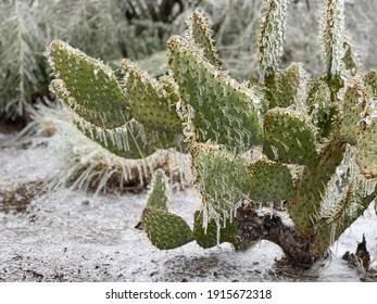 Winter Storm In Austin Texas. Cactus In Ice. Freezing Rain. Winter Scene. Natural Disaster