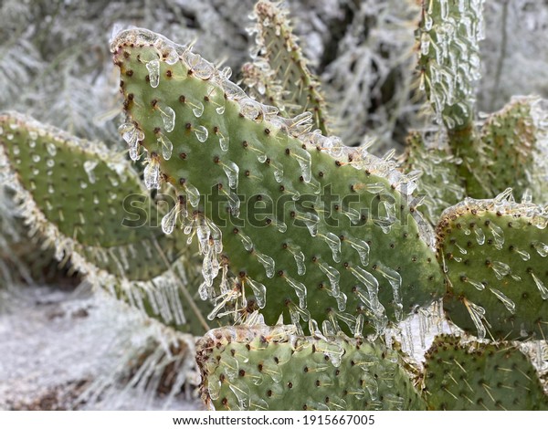 Winter storm in Austin Texas. Cactus in\
ice. Freezing rain. Winter scene. Natural\
disaster