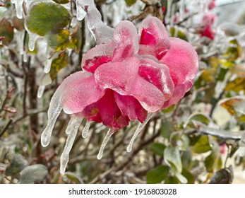 Winter Storm In Austin Texas. A Red Rose Is Covered With Ice. Freezing Rain.  Winter Scene. Anomaly Weather. Frozen Roses. Natural Disaster