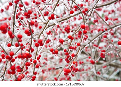 Winter storm in Austin Texas. A tree with red berries is covered with ice. Freezing rain. Red berries on the white background. Winter scene. Natural disaster