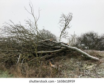 Winter Storm Damage In The UK: Fallen Trees And Snow Showers During Winter Weather In The Oxfordshire Countryside.