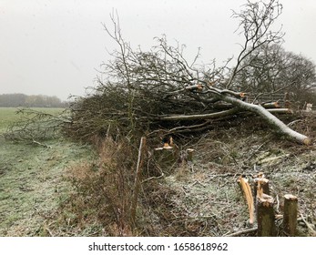 Winter Storm Damage In The UK: Fallen Trees And Snow Showers During Winter Weather In The Oxfordshire Countryside.