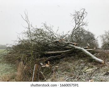 Winter Storm Damage In The UK: Fallen Trees And Snow Showers During Winter Weather In The Oxfordshire Countryside.