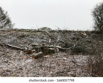 Winter Storm Damage In The UK: Fallen Trees And Snow Showers During Winter Weather In The Oxfordshire Countryside.