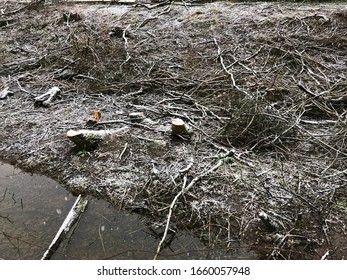 Winter Storm Damage In The UK: Fallen Trees And Snow Showers During Winter Weather In The Oxfordshire Countryside.