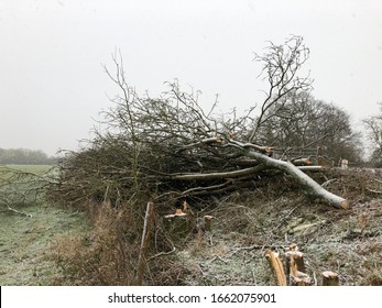 Winter Storm Damage In The UK: Fallen Trees And Snow Showers During Winter Weather In The Oxfordshire Countryside.