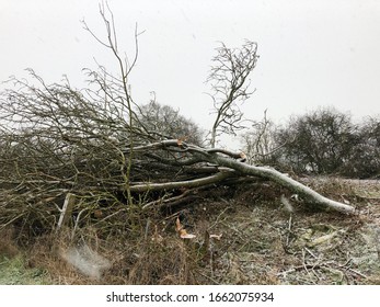 Winter Storm Damage In The UK: Fallen Trees And Snow Showers During Winter Weather In The Oxfordshire Countryside.