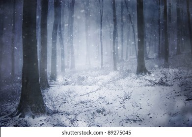 Winter Storm In A Forest In Winter