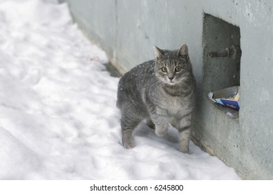 Winter. Stray Cat In The Street.