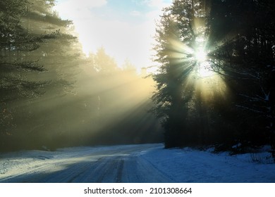 Winter sun rays trough trees on a forest road on a supper foggy dat. Selective focus. High quality photo