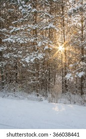 Winter Sun Shining Through Trees