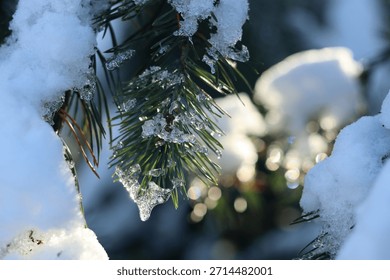 Winter sunlight illuminates the surface of a pine branch with melting snow.