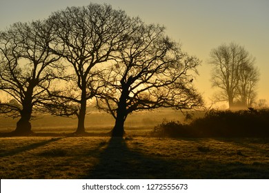 Winter Sunrise, Jersey, U.K.
Rural Misty Landscape.