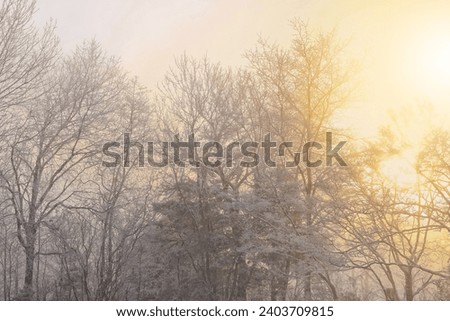 Winter sunrise through fog and trees covered in ice and snow