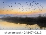 Winter and sunrise view of migratory birds flying over water with fog at Hwapocheon Wetland Ecological Park near Gimhae-si, South Korea
