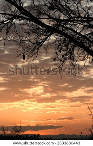 winter sunset in the bushveld
