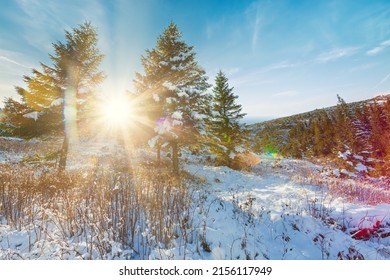 Winter Sunset Landscape, Beautiful Cold Evening Background. Awesome Winter Forest View. Sun Rays Light, Blue Snow. Perfect Orange Cloudy Sky. Christmas Nature Scene. Frost. Winter Road. Tall Trees