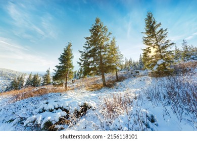 Winter Sunset Landscape, Beautiful Cold Evening Background. Awesome Winter Forest View. Sun Rays Light, Blue Snow. Perfect Orange Cloudy Sky. Christmas Nature Scene. Frost. Winter Road. Tall Trees