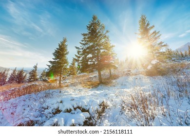 Winter Sunset Landscape, Beautiful Cold Evening Background. Awesome Winter Forest View. Sun Rays Light, Blue Snow. Perfect Orange Cloudy Sky. Christmas Nature Scene. Frost. Winter Road. Tall Trees