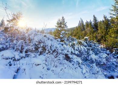 Winter Sunset Landscape, Beautiful Cold Evening Background. Awesome Winter Forest View. Sun Rays Light, Blue Snow. Perfect Orange Cloudy Sky. Christmas Nature Scene. Frost. Winter Road. Tall Trees.