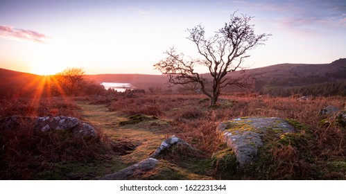 Winter Sunset On Dartmoor With A Lone Hawthorn Tree