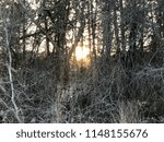 Winter sunset through trees