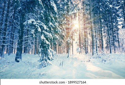 Winter sunshine through trees in german forest. - Shutterstock ID 1899527164