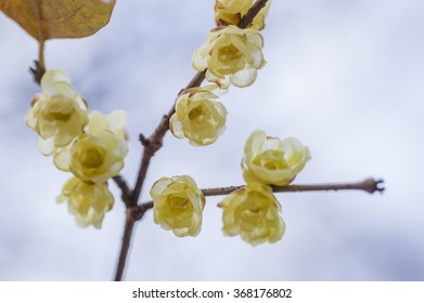 Winter Sweet (Chimonanthus Praecox)