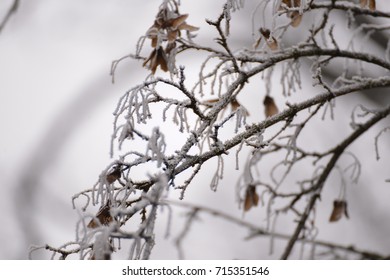winter time in the forest