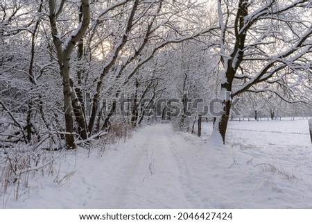 Winter time, forest path at the edge of the forest with lots of snow, right side Agricultural land