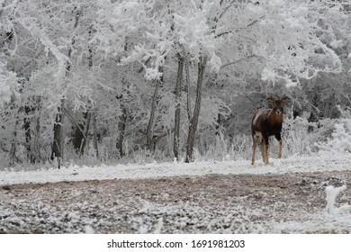 Winter Time In Mátra, Hungary