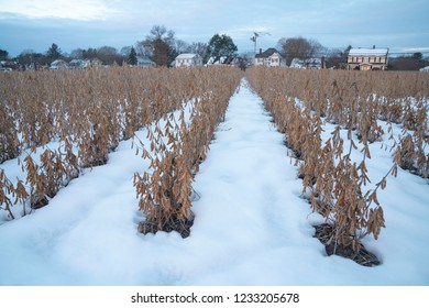 Winter Time In Soybean Field