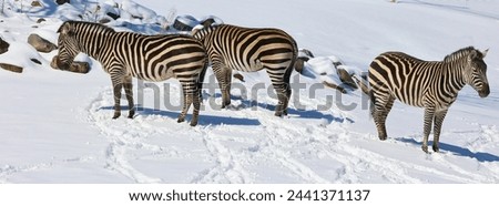 Winter time Zebras are several species of African equids (horse family) united by their distinctive black and white stripes. Their stripes come in different patterns unique to each individual.