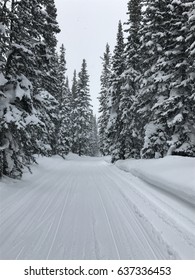 Winter Trail At Rabbit Ears Pass, Colorado