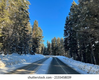 Winter Travel Down Snowy Pine Tree Lined Road