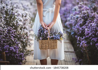 Winter travel relax vacation concept, Young happy traveler asian woman with dress sightseeing on Margaret Aster flowers field in garden at Chiang Mai, Thailand