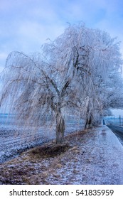 Winter tree