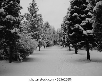 winter tree