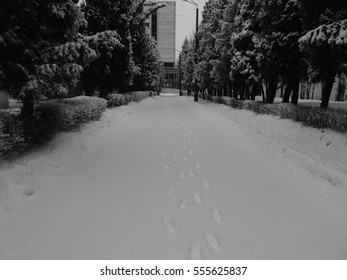 winter tree