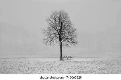 Winter Tree