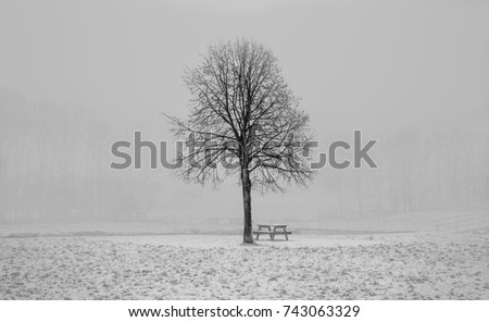 Winter Tree