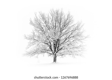 Winter tree. Big decidious tree in clear white snowy landscape. Misty and freezy day. - Powered by Shutterstock