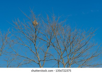 Hornets Nest Winter Hd Stock Images Shutterstock