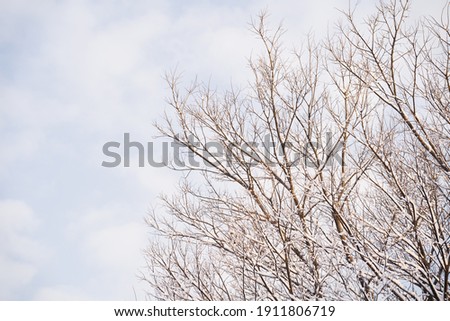 Winter tree branch covered with thick snow with a cloudy sky