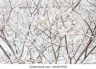 Winter tree branches