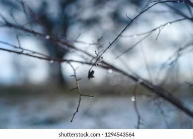 Winter tree branches in drops of melted snow - Shutterstock ID 1294543564