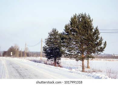 Winter tree in the field