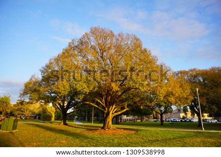 winter tree in Florida